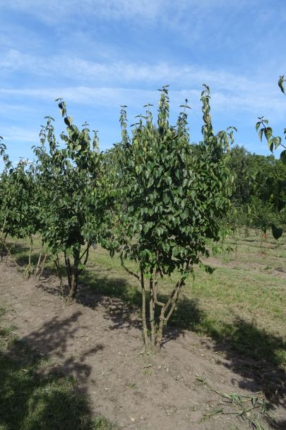 Cornus mas MRSTAM