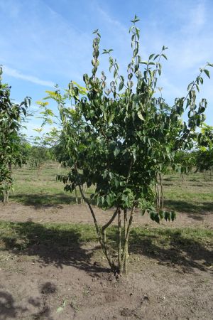 Cornus-mas-meerstam-200-250-2