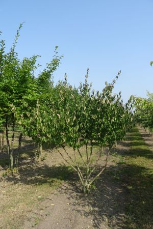 Cornus-mas-meerstam-200-250