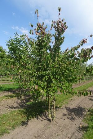 Cornus-mas-meerstam-250-300-2