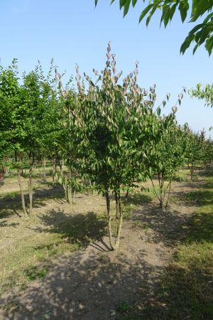 Cornus-mas-meerstam-250-300
