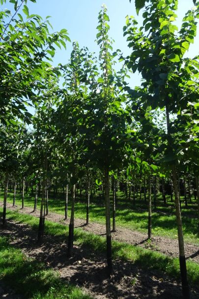 Corylus colurna HO