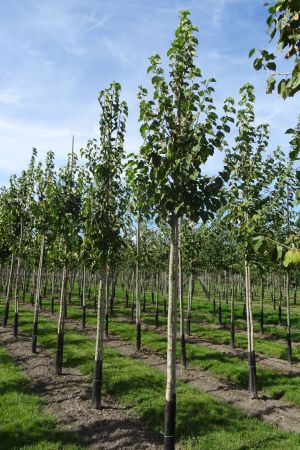1_Corylus-colurna-ho-14-18