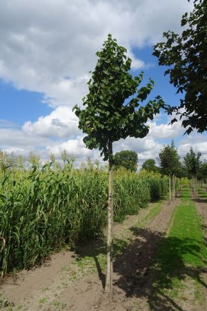 2_Corylus-colurna-ho-14-18