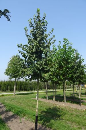 2_Corylus-colurna-ho-16-20-2