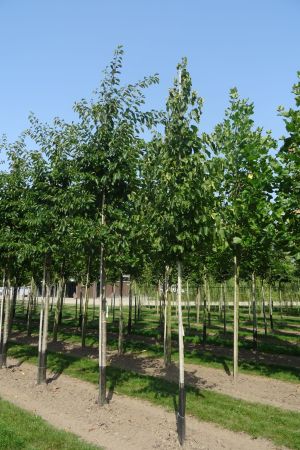2_Corylus-colurna-ho-16-20