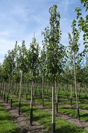 Corylus-colurna-ho-12-16