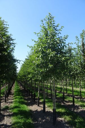 Corylus-colurna-ho-14-18-2