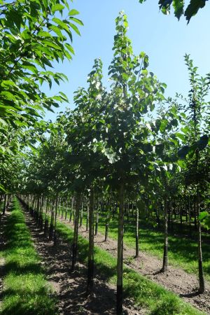 Corylus-colurna-ho-16-20-2