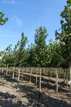 Corylus-colurna-ho-12-14-16