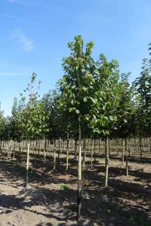 Corylus-colurna-ho-14-16-18