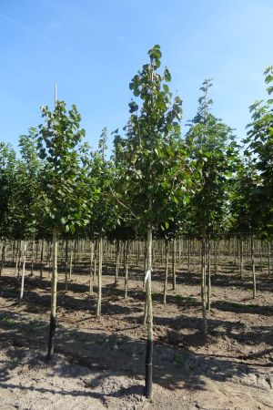 Corylus-colurna-ho-14-16-18