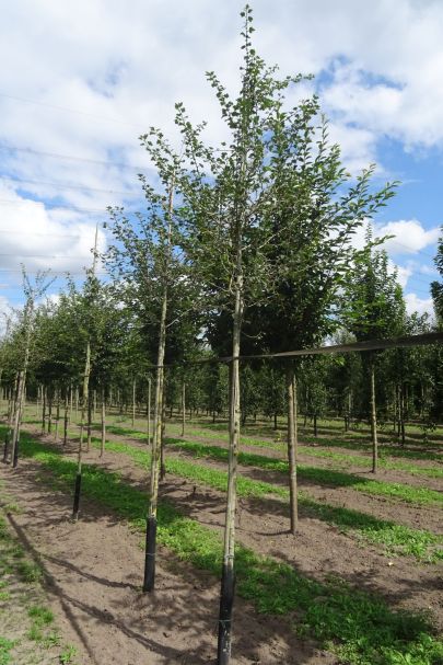 Crataegus media 'Paul's Scarlet' HO
