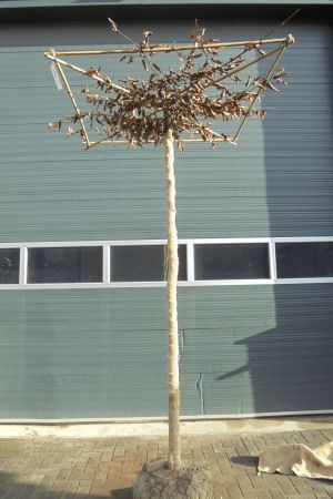 Carpinus-betulus-dakvorm-240cm