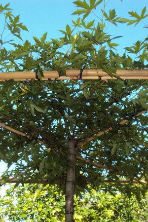 Liquidambar-styr-worplesdon-Dakvorm