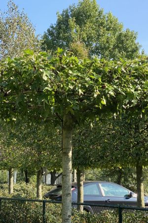 Liquidambar-styr.Worplesdon-dakvorm-240-stam-3-jaar-2