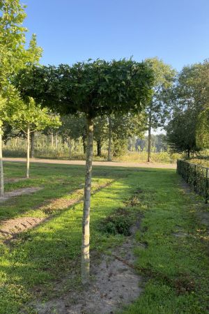 Liquidambar-styr.Worplesdon-dakvorm-240-stam-3-jaar-groei