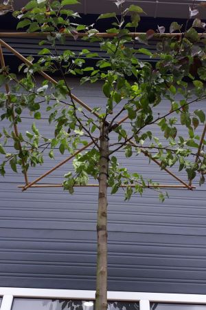 Pyrus-c-Chanticleer-verse-dak-stam-245cm