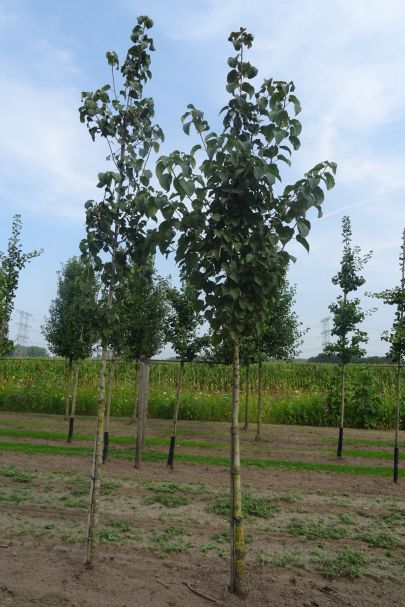 Davidia involucrata HO