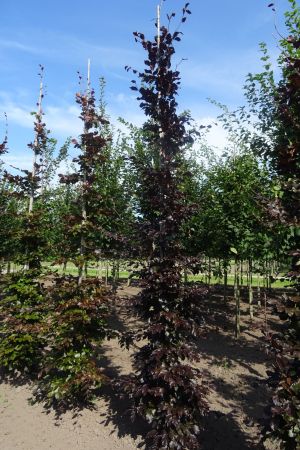 Fagus-s-Atropunicea-geveerd-12-14-16-2