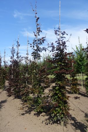 Fagus-s-Atropunicea-geveerd-12-14-16-3