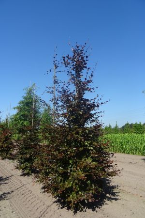 Fagus-s-Atropunicea-geveerd-16-18-20-2