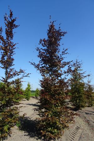 Fagus-s-Atropunicea-geveerd-18-20-25-2