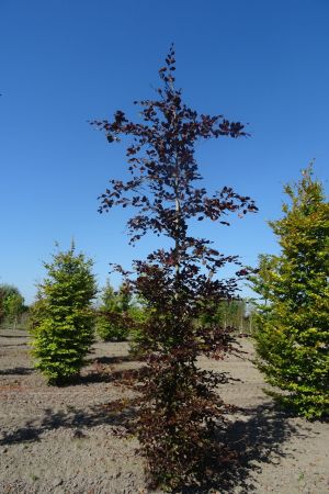 Fagus-s-Atropunicea-geveerd-18-20-25