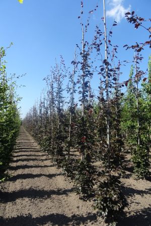 Fagus-s-Atropunicea-geveerd