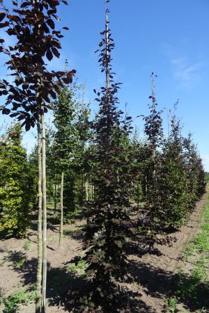 1_Fagus-s-Atropunicea-geveerd-12-16