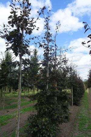 2_Fagus-s-Atropunicea-geveerd-12-16