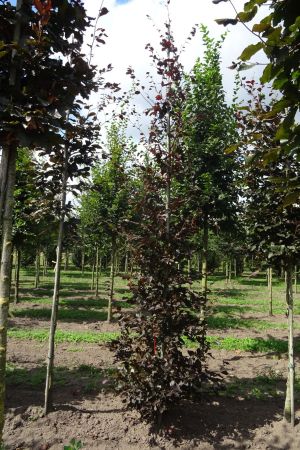 Fagus-s-Atropunicea-geveerd-14-18