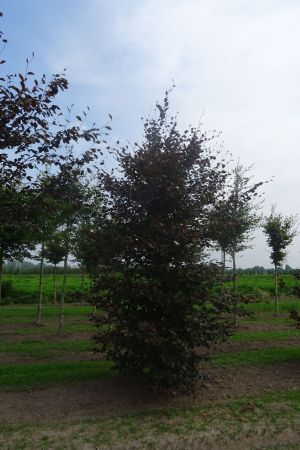 Fagus-s-Atropunicea-geveerd-20-30-2