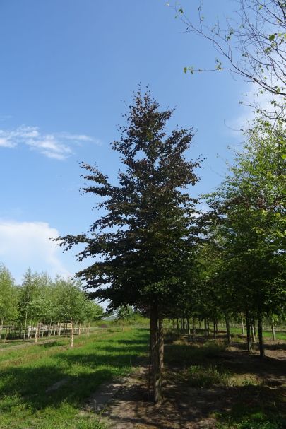 Fagus sylvatica 'Atropunicea' HO