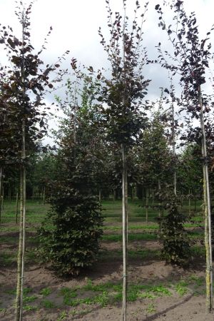 1_Fagus-s-Atropunicea-ho-14-18