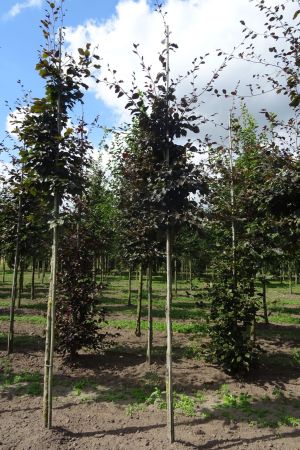 2_Fagus-s-Atropunicea-ho-16-20