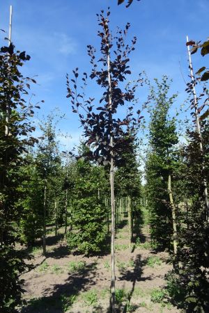 Fagus-s-Atropunicea-ho-12-16