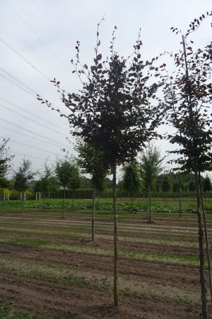 Fagus-s-Atropunicea-ho-14-18-2