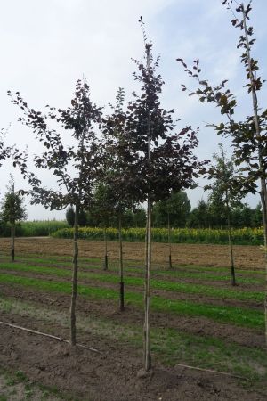 Fagus-s-Atropunicea-ho-14-18