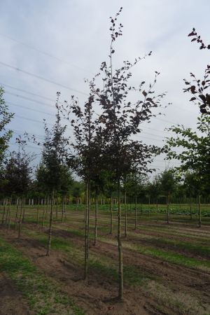 Fagus-s-Atropunicea-ho-16-20-2
