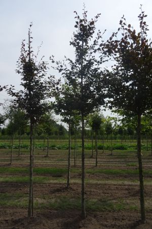 Fagus-s-Atropunicea-ho-16-20-3