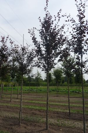 Fagus-s-Atropunicea-ho-16-20-4