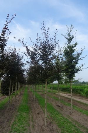 Fagus-s-Atropunicea-ho-16-20
