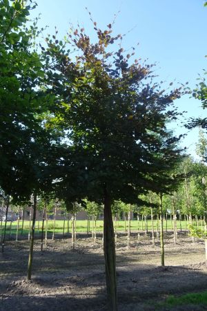 Fagus-s-Atropunicea-ho-25-30-35