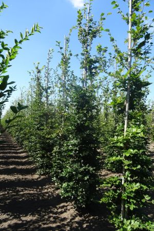 Fagus-sylvatica-geveerd-14-16-18