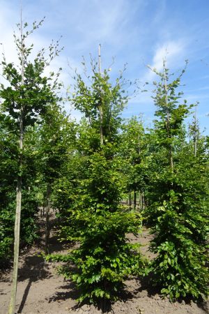 Fagus-sylvatica-geveerd-16-18-20