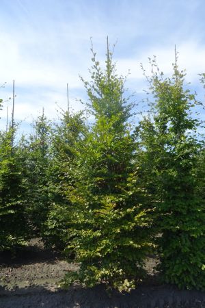 Fagus-sylvatica-geveerd-18-20-25-4