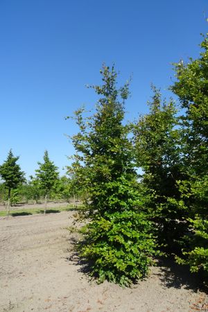 Fagus-sylvatica-geveerd-18-20-25-7