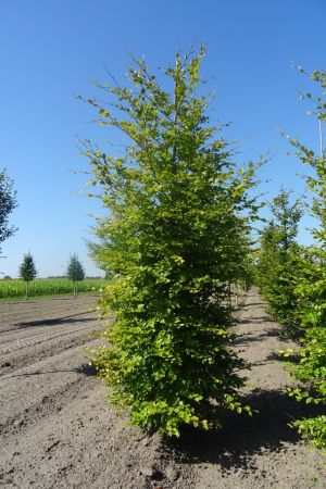 Fagus-sylvatica-geveerd-18-20-25