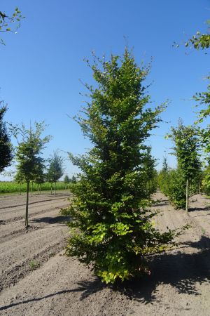 Fagus-sylvatica-geveerd-20-25-30-2